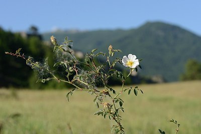 BUITEN BEELD Foto: 208492