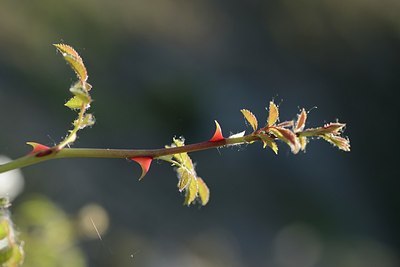 BUITEN BEELD Foto: 208501