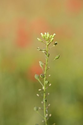 BUITEN BEELD Foto: 208503