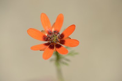 BUITEN BEELD Foto: 208509