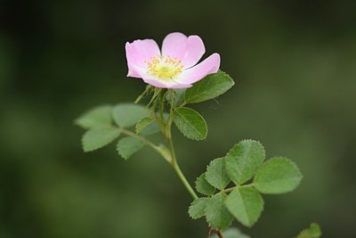 BUITEN BEELD Foto: 208522