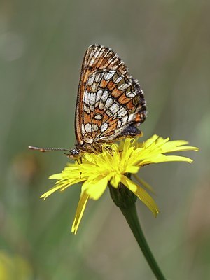 BUITEN BEELD Foto: 208531