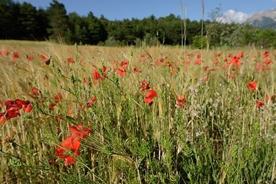 BUITEN BEELD Foto: 208543