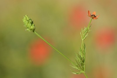 BUITEN BEELD Foto: 208548