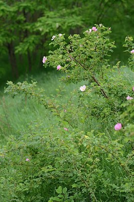 BUITEN BEELD Foto: 208553