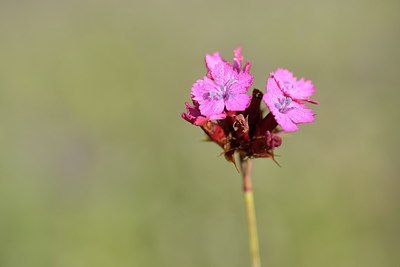 BUITEN BEELD Foto: 208565