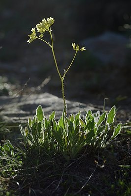 BUITEN BEELD Foto: 208566