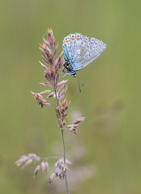 BUITEN BEELD Foto: 208568