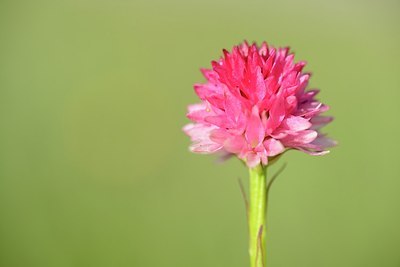 BUITEN BEELD Foto: 208569