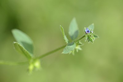 BUITEN BEELD Foto: 208574