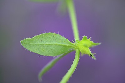 BUITEN BEELD Foto: 208575