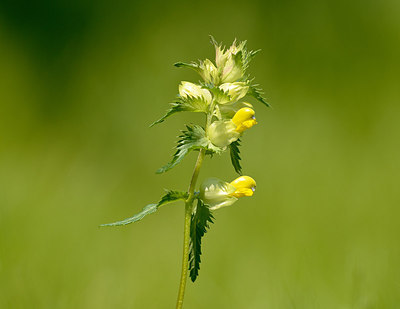 BUITEN BEELD Foto: 208576