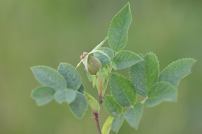 BUITEN BEELD Foto: 208578