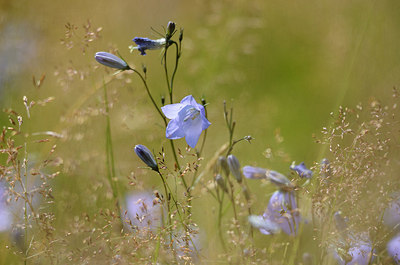 BUITEN BEELD Foto: 208583