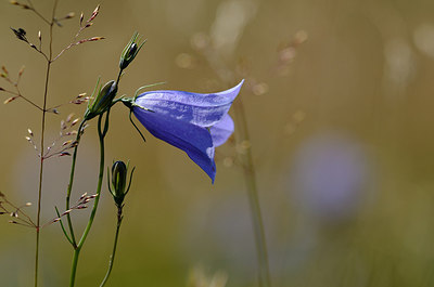 BUITEN BEELD Foto: 208584