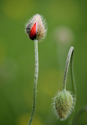 BUITEN BEELD Foto: 208586