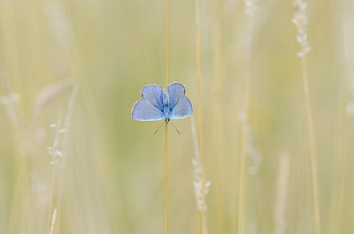 BUITEN BEELD Foto: 208594