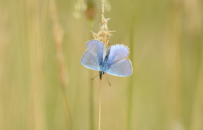 BUITEN BEELD Foto: 208595