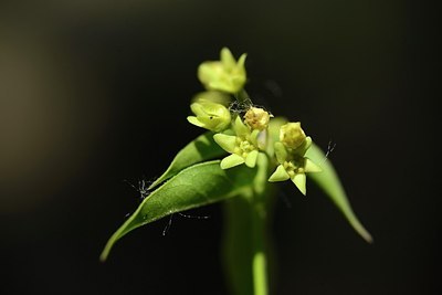 BUITEN BEELD Foto: 208611