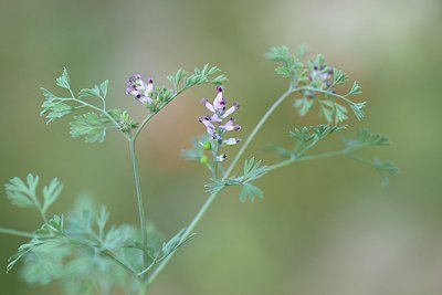 BUITEN BEELD Foto: 208636
