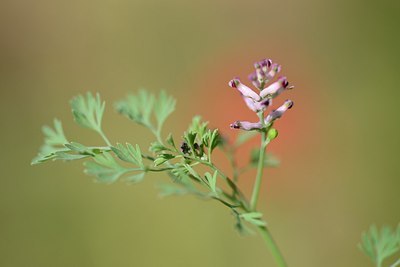 BUITEN BEELD Foto: 208637