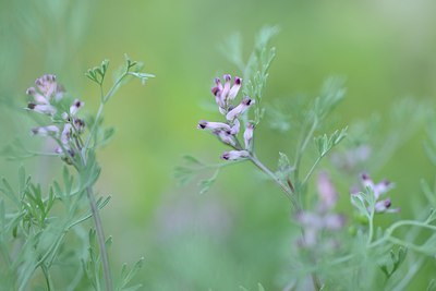BUITEN BEELD Foto: 208640