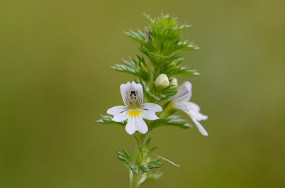 BUITEN BEELD Foto: 208685