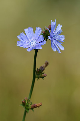 BUITEN BEELD Foto: 208694