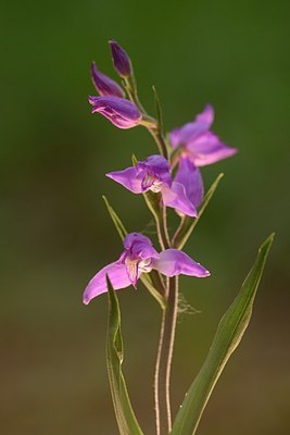 BUITEN BEELD Foto: 208707