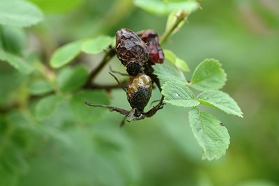 BUITEN BEELD Foto: 208713