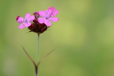 BUITEN BEELD Foto: 208751