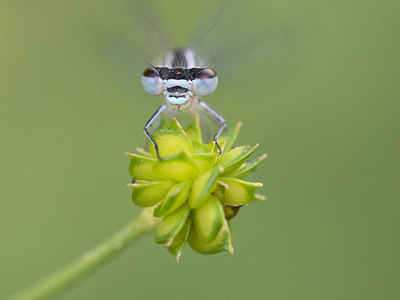 BUITEN BEELD Foto: 208807