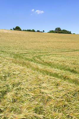 BUITEN BEELD Foto: 208814