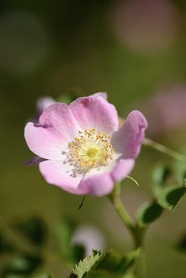 BUITEN BEELD Foto: 208835