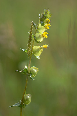 BUITEN BEELD Foto: 208840