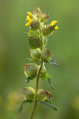 BUITEN BEELD Foto: 208841