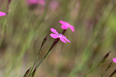 BUITEN BEELD Foto: 208843