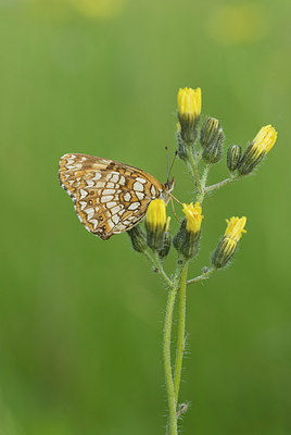 BUITEN BEELD Foto: 208853