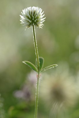 BUITEN BEELD Foto: 208855