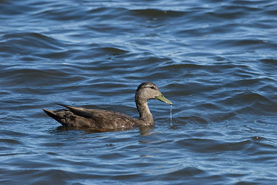 BUITEN BEELD Foto: 208857