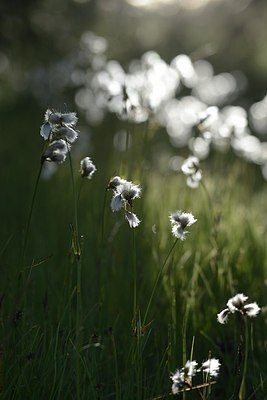 BUITEN BEELD Foto: 208858