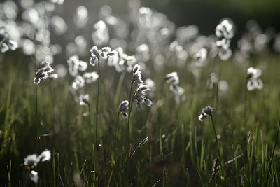 BUITEN BEELD Foto: 208859