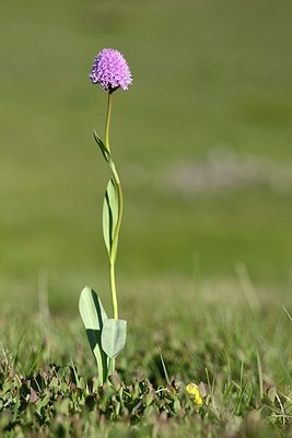 BUITEN BEELD Foto: 208868