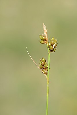 BUITEN BEELD Foto: 208932