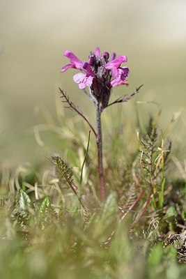 BUITEN BEELD Foto: 208942