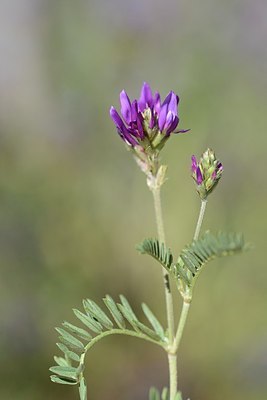 BUITEN BEELD Foto: 208945