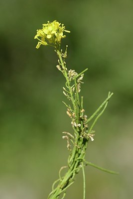 BUITEN BEELD Foto: 208951