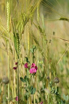 BUITEN BEELD Foto: 208955