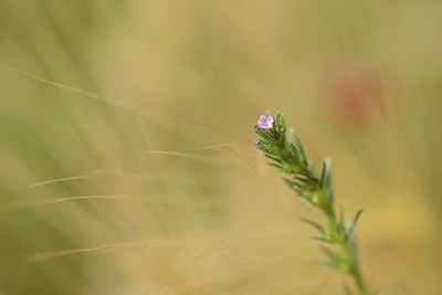 BUITEN BEELD Foto: 208957