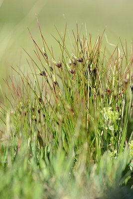 BUITEN BEELD Foto: 208994